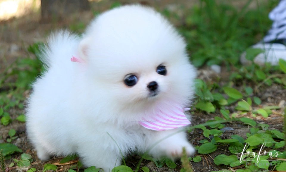 Neige - Pomeranian F.