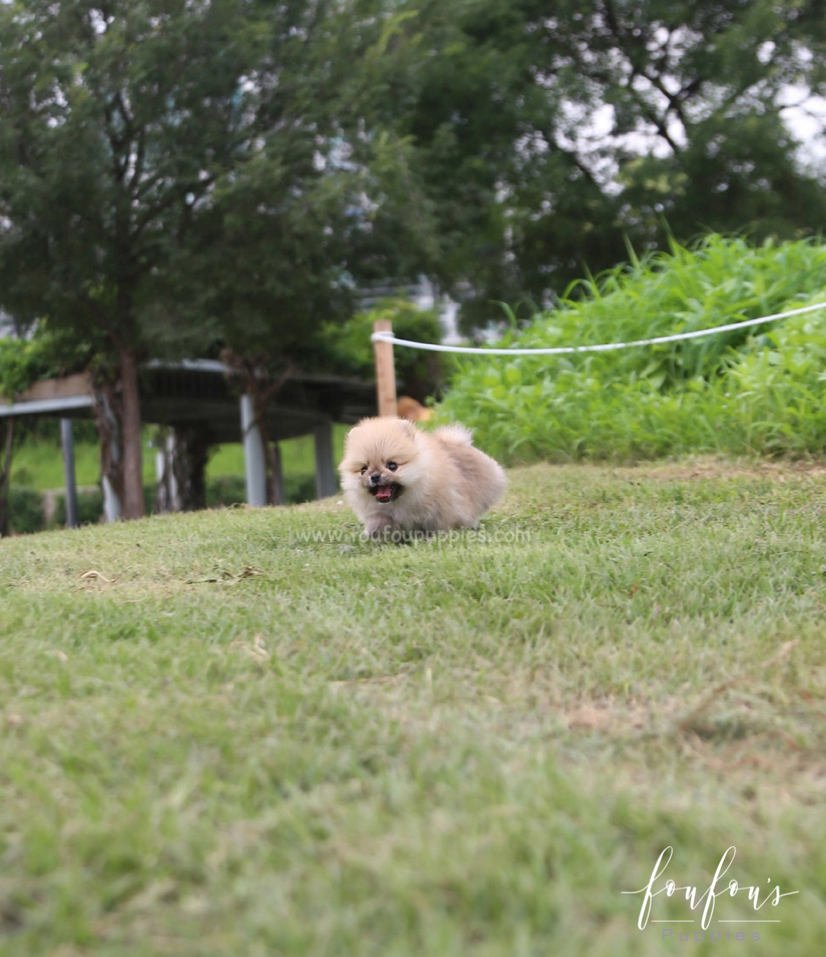 Cookie - Pomeranian F.