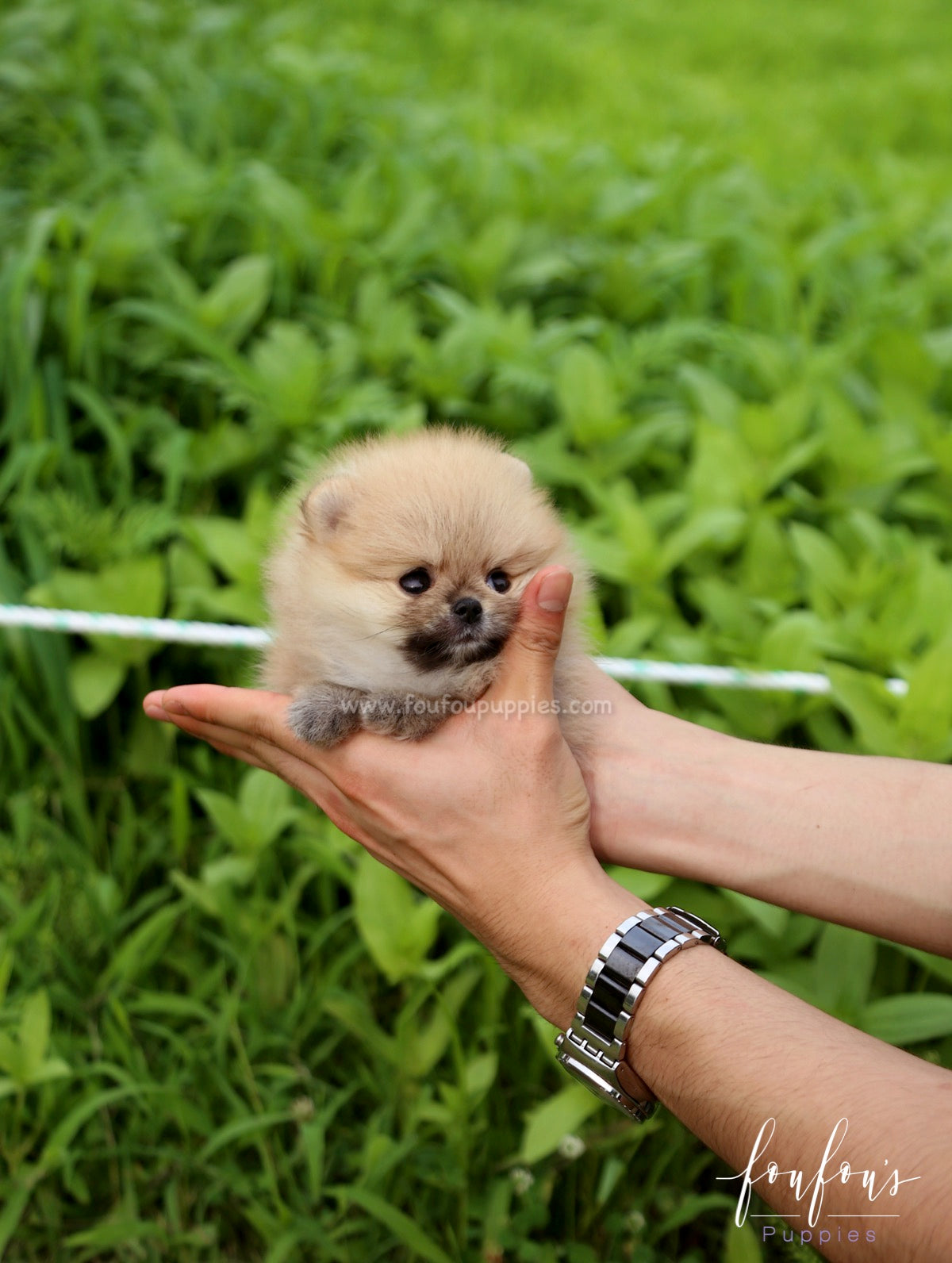 Cookie - Pomeranian F.