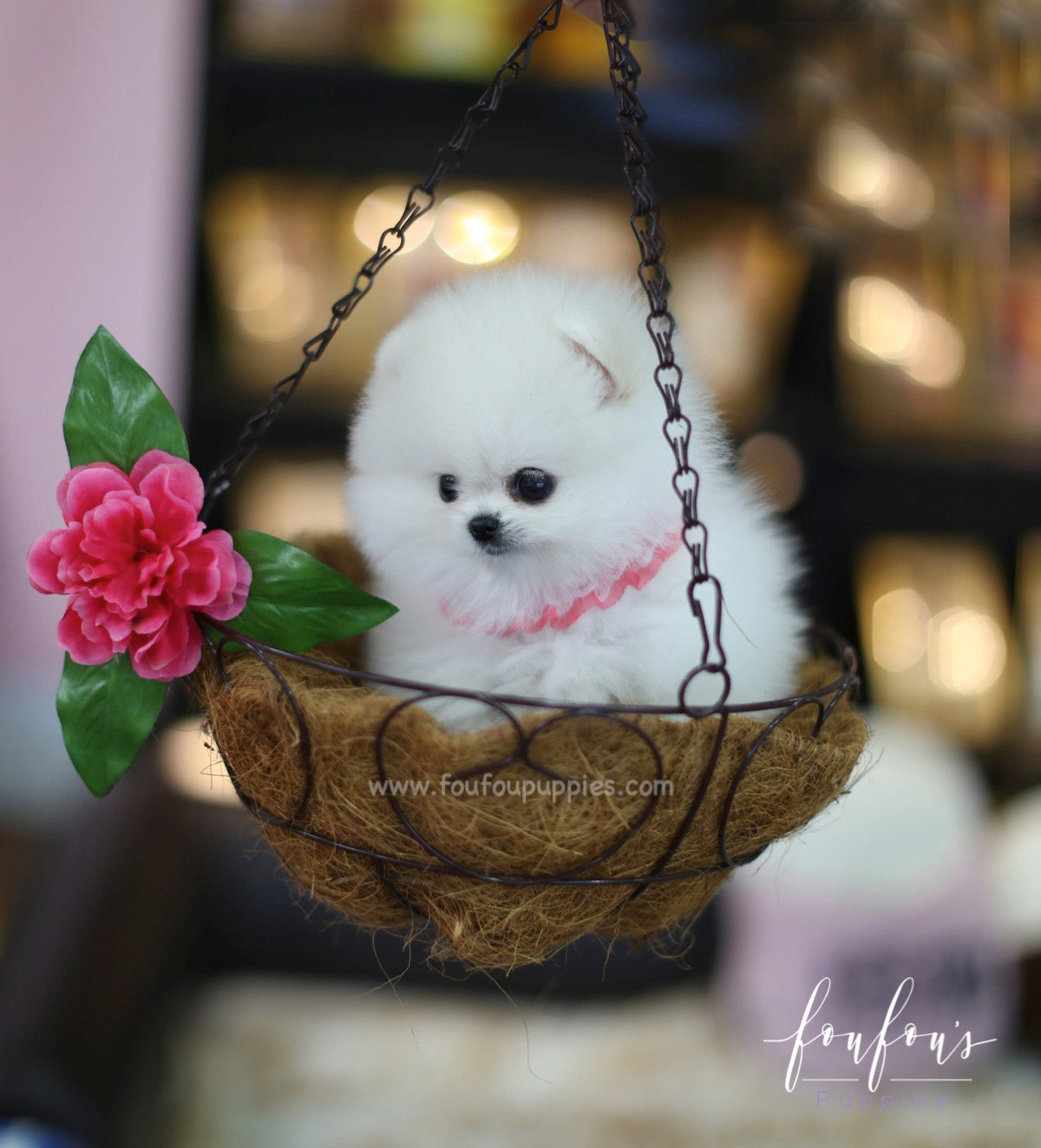 Angel - Pomeranian F.