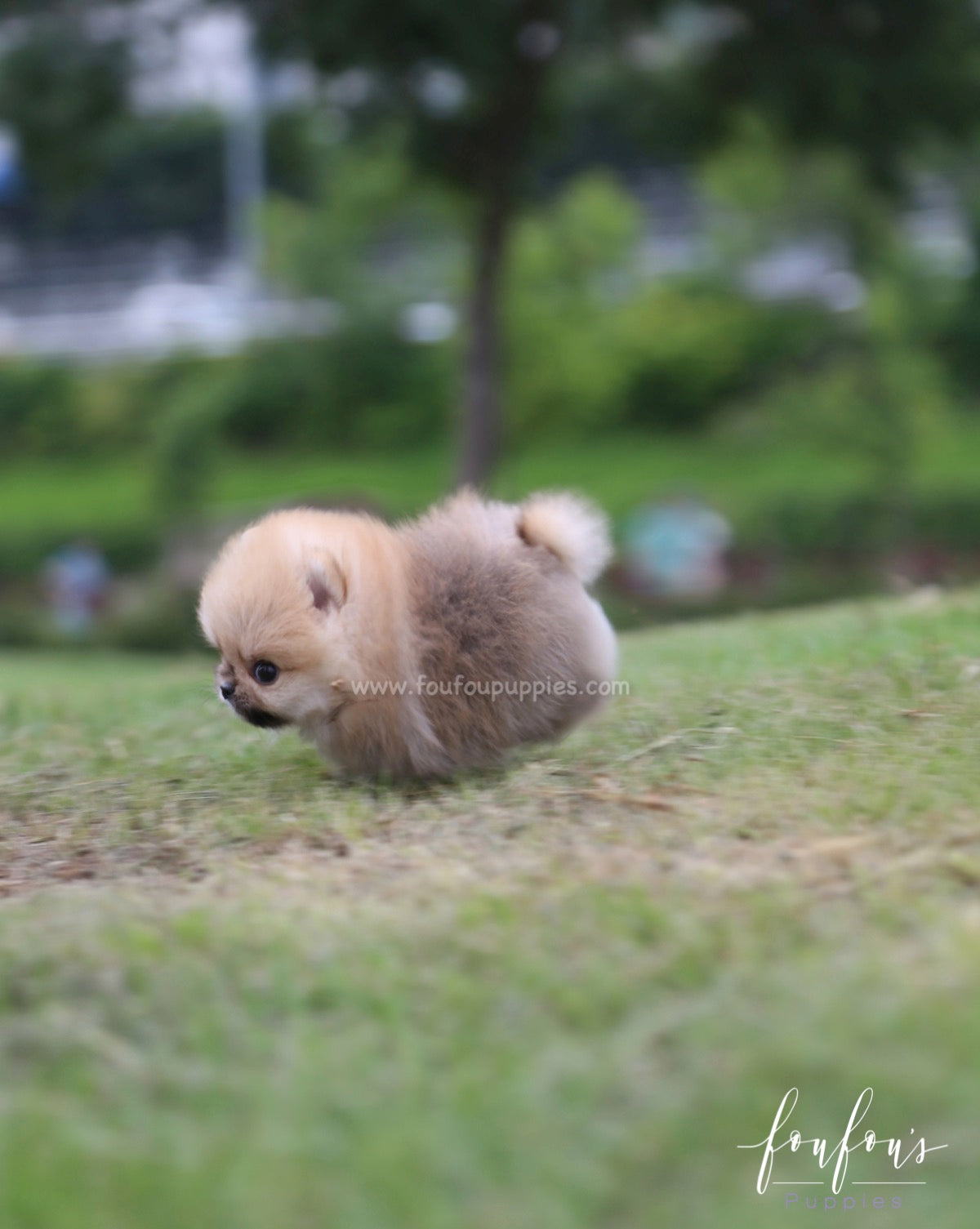 Cookie - Pomeranian F.