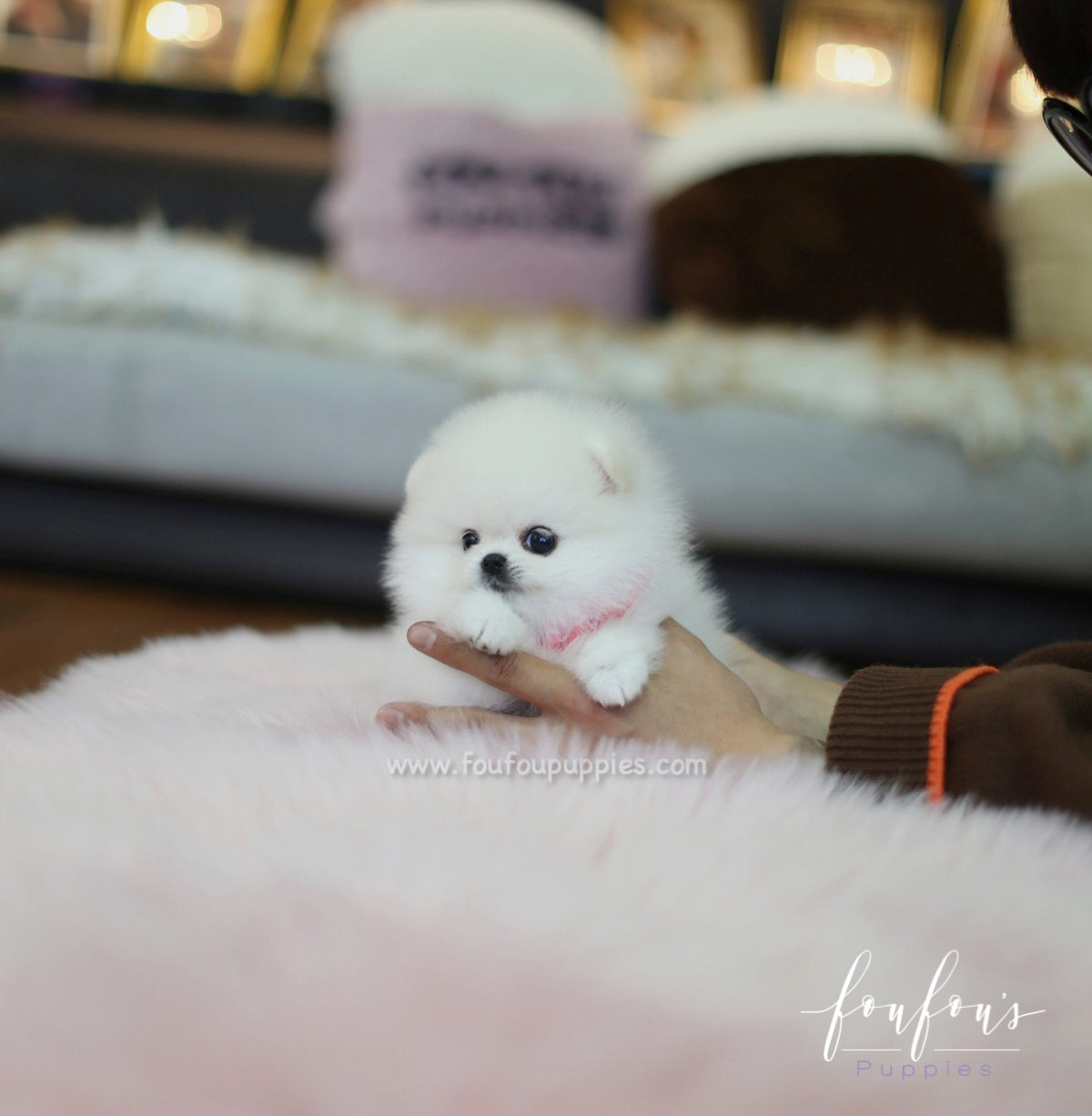 Angel - Pomeranian F.