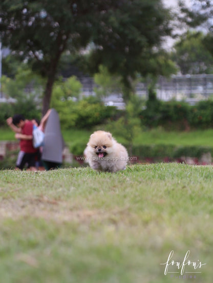 Cookie - Pomeranian F.