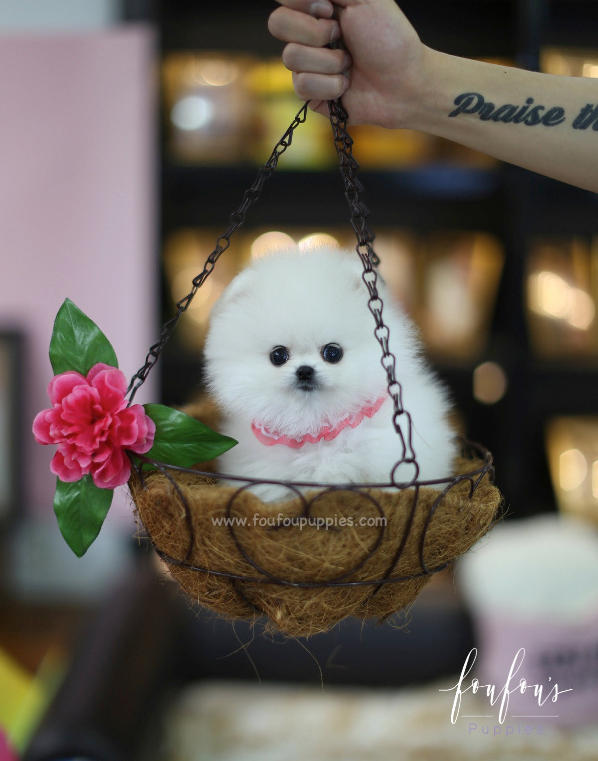 Angel - Pomeranian F.