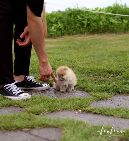 Cookie - Pomeranian F.