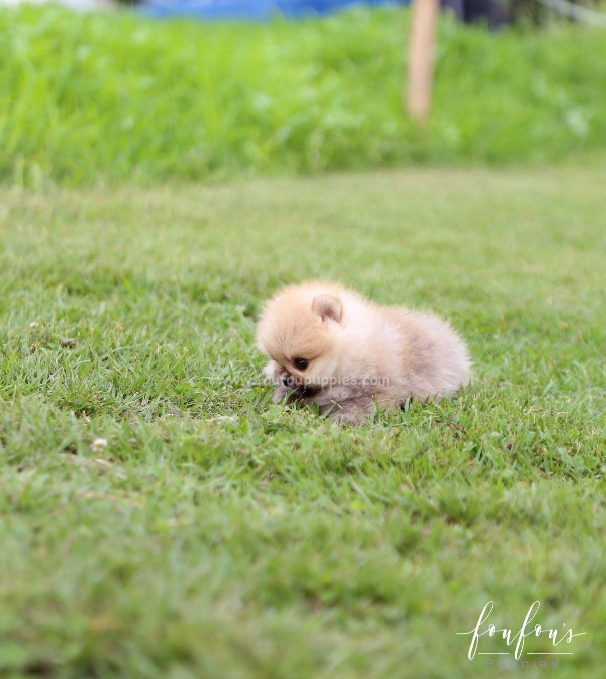 Cookie - Pomeranian F.