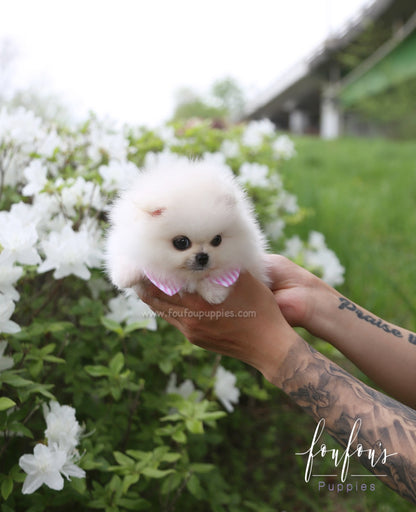 Cuddles - Pomeranian F.