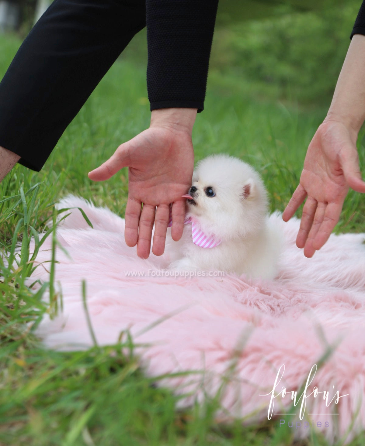 Cuddles - Pomeranian F.