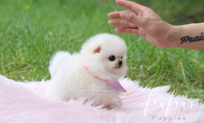 Cuddles - Pomeranian F.