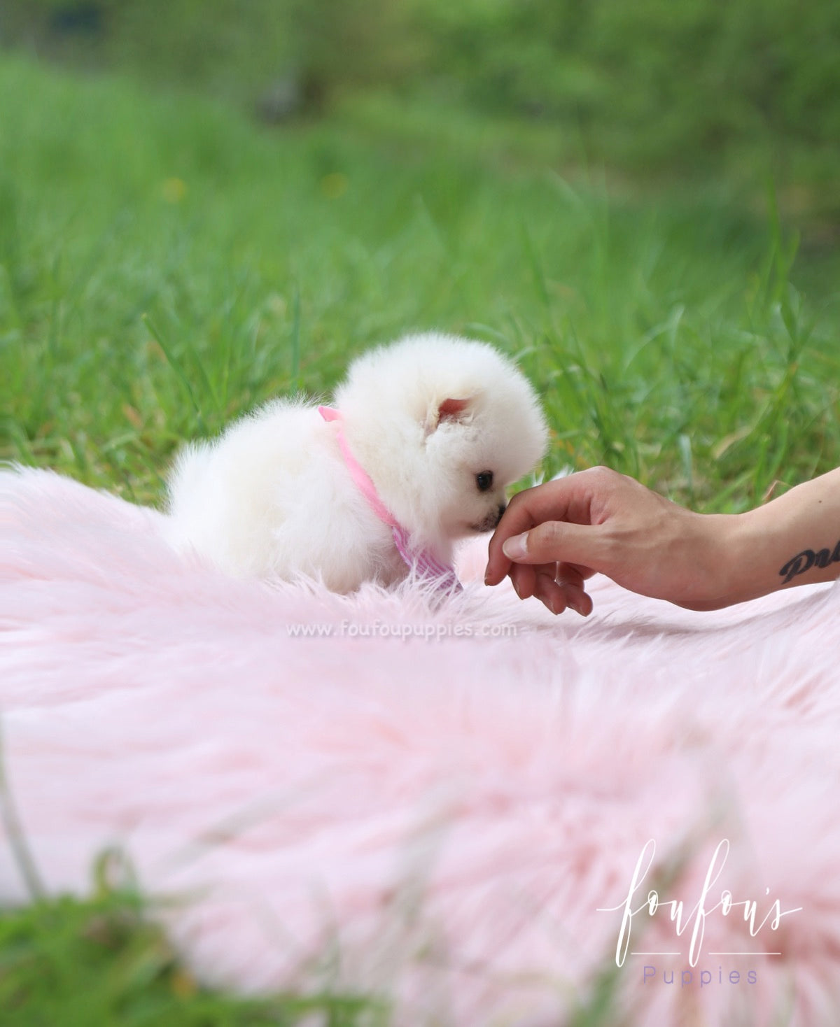 Cuddles - Pomeranian F.