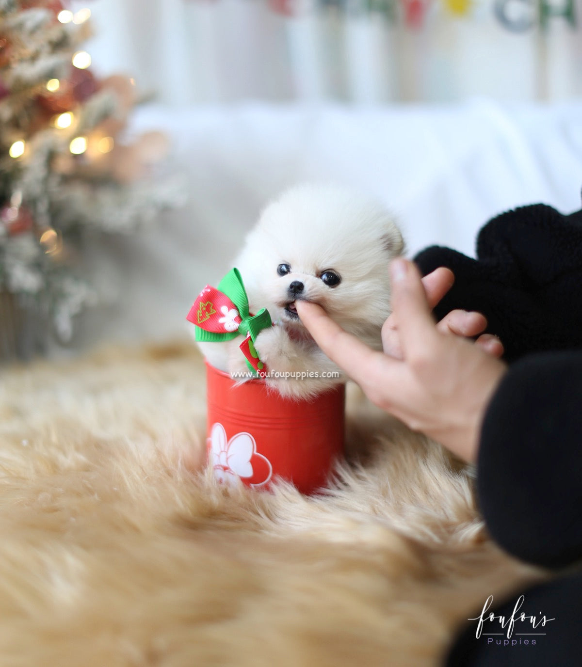 Holly - Pomeranian F.