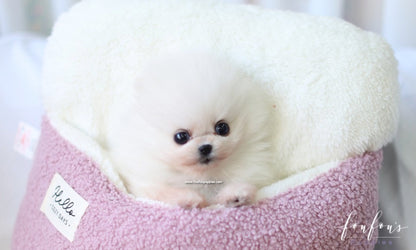 Holly - Pomeranian F.