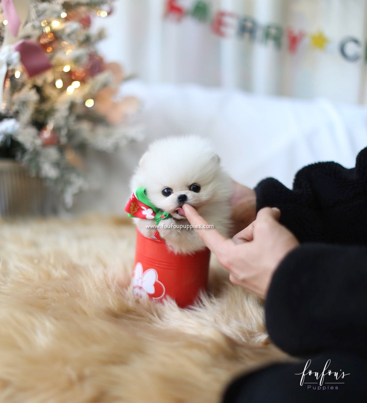 Holly - Pomeranian F.