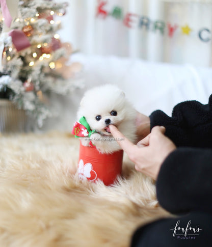 Holly - Pomeranian F.