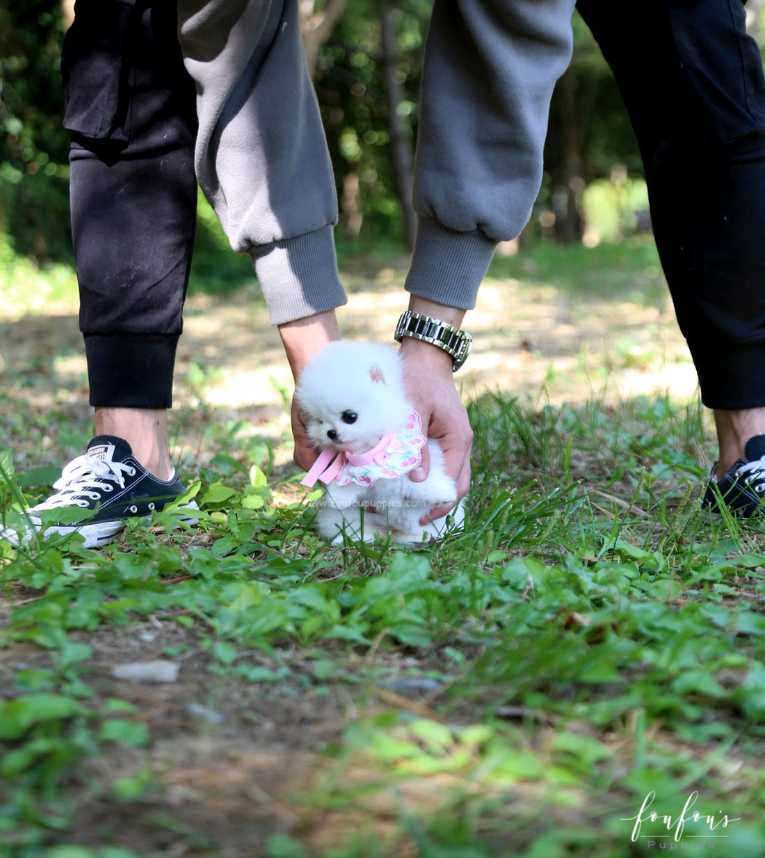 Aspen - Pomeranian F.