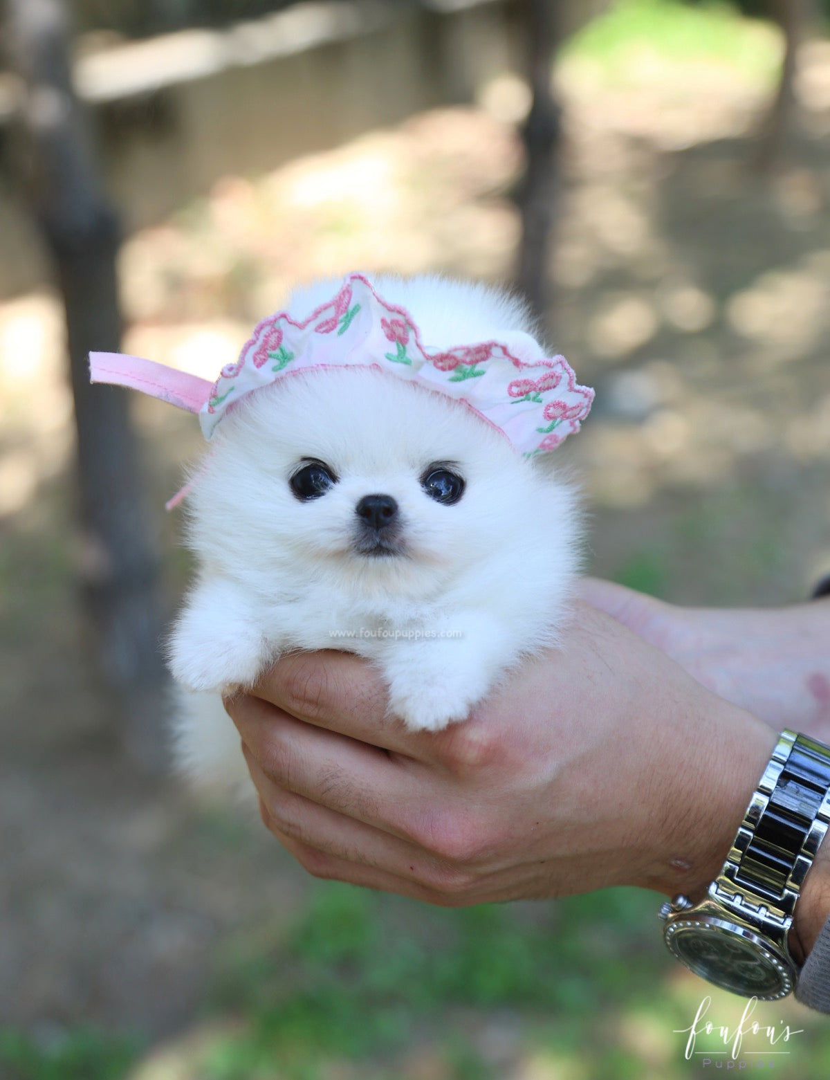 Aspen - Pomeranian F.