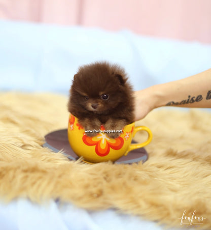 Java - Pomeranian F.