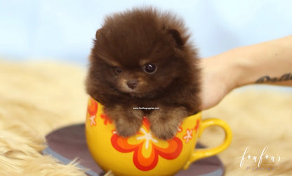 Java - Pomeranian F.