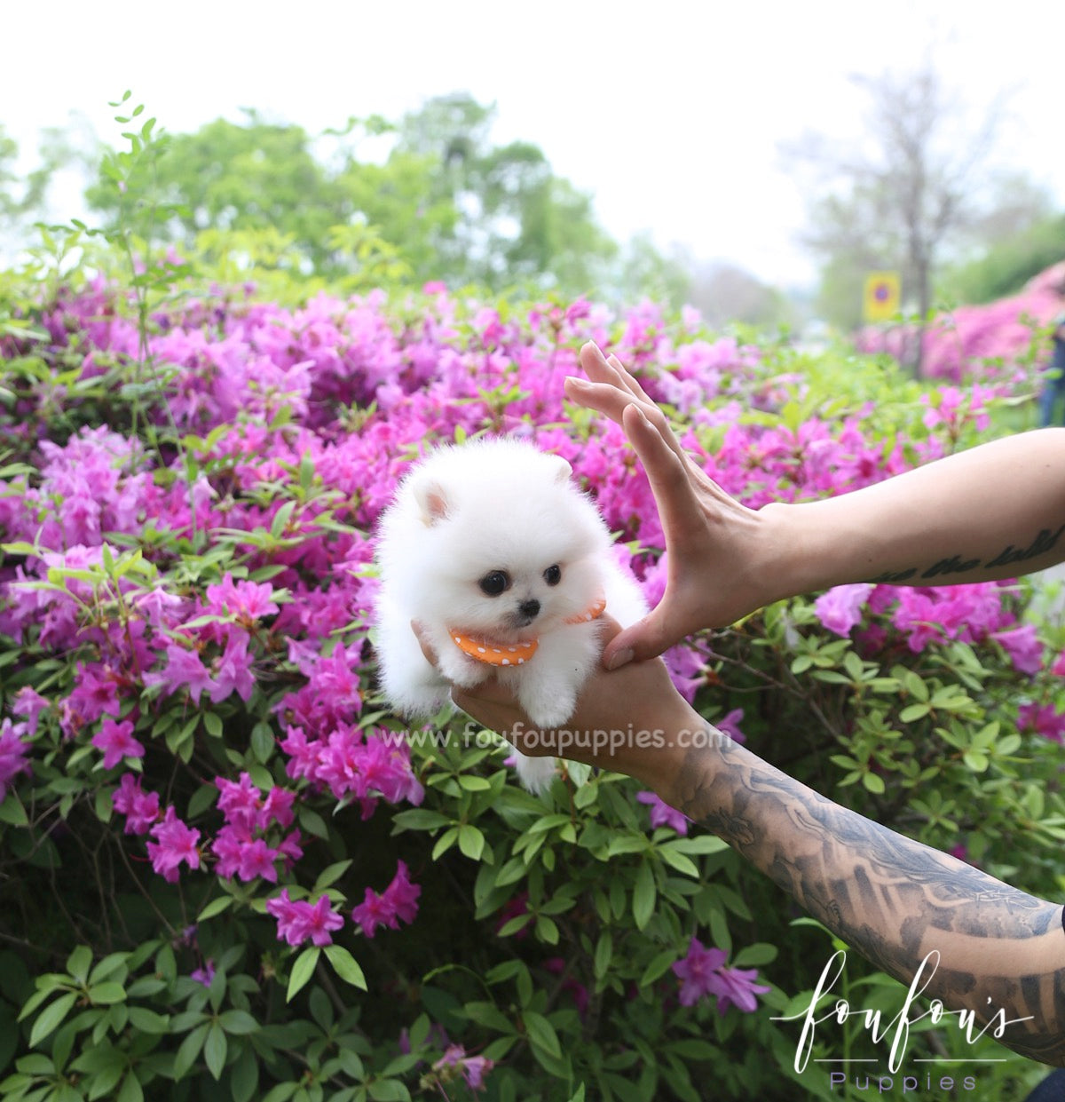 BonBon - Pomeranian F.