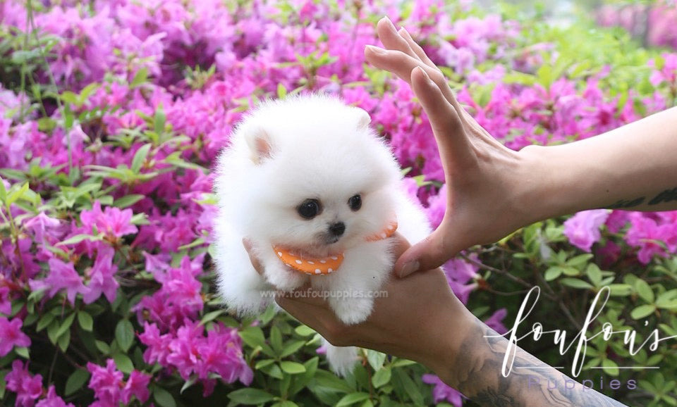 BonBon - Pomeranian F.