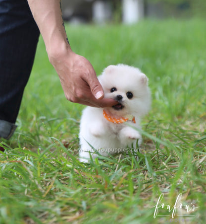 BonBon - Pomeranian F.