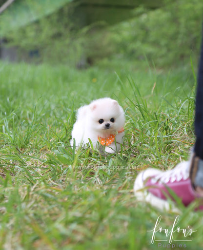 BonBon - Pomeranian F.