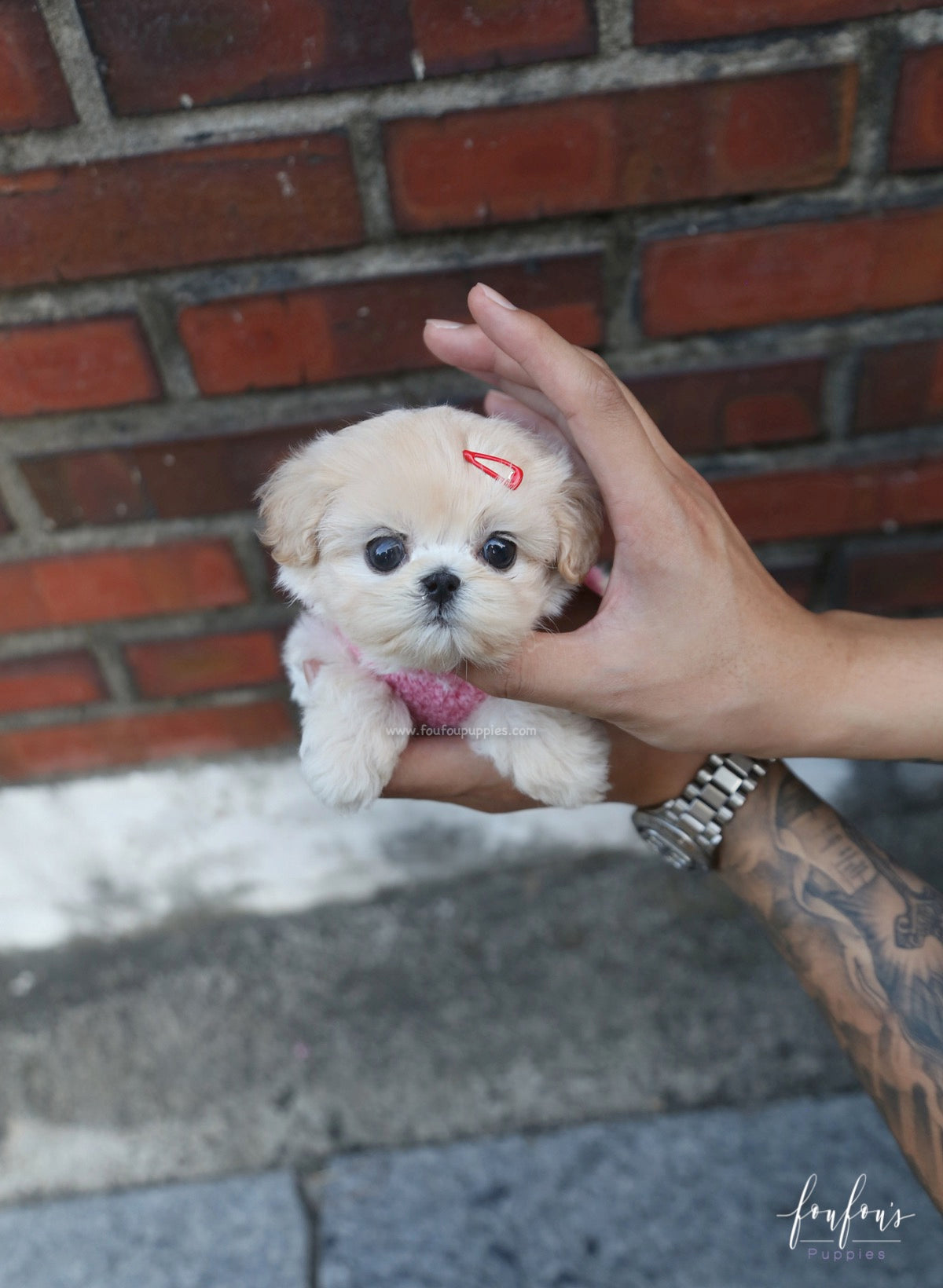 Eden - Maltipoo F.