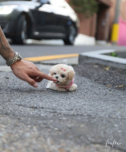 Eden - Maltipoo F.