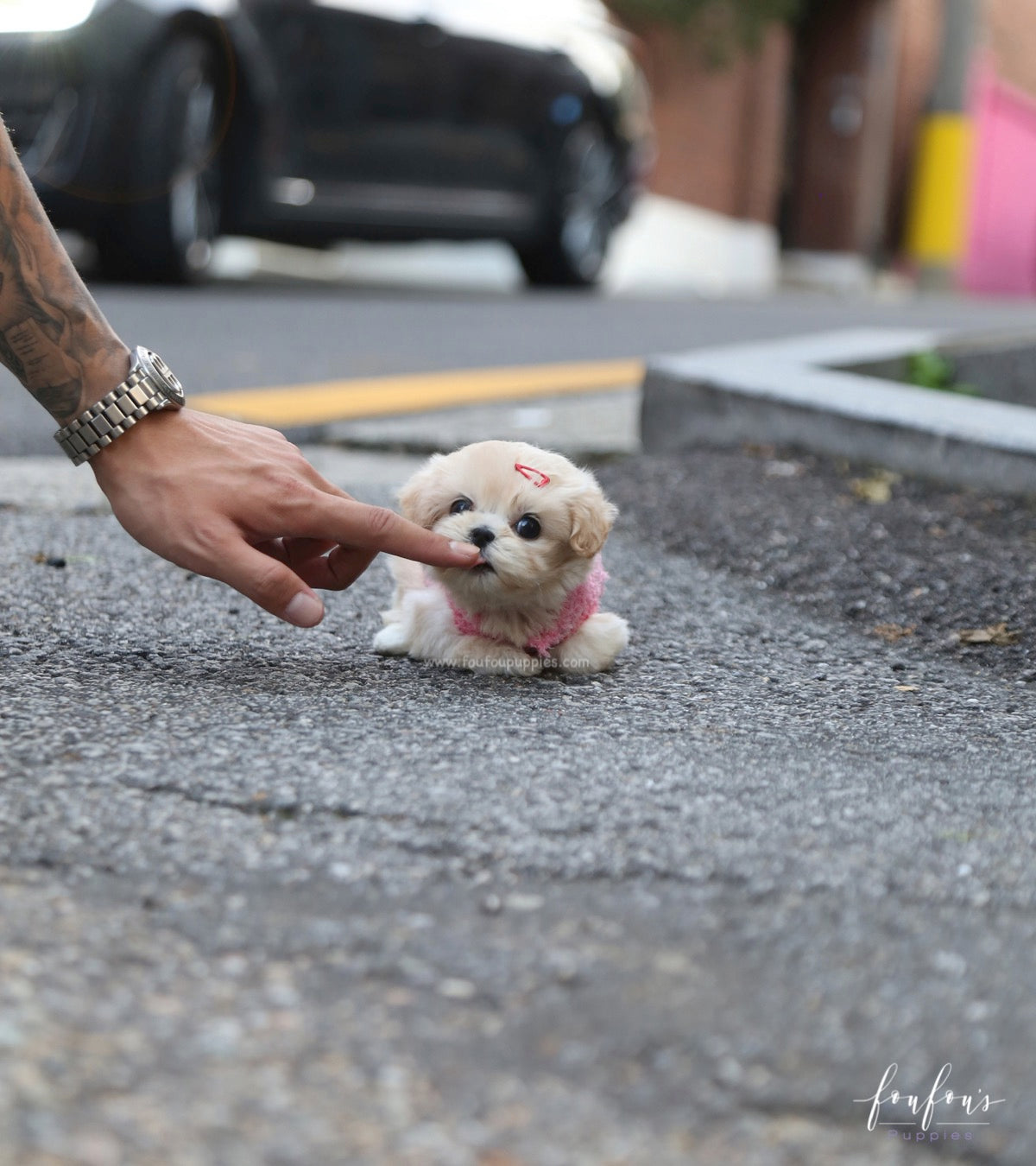 Eden - Maltipoo F.