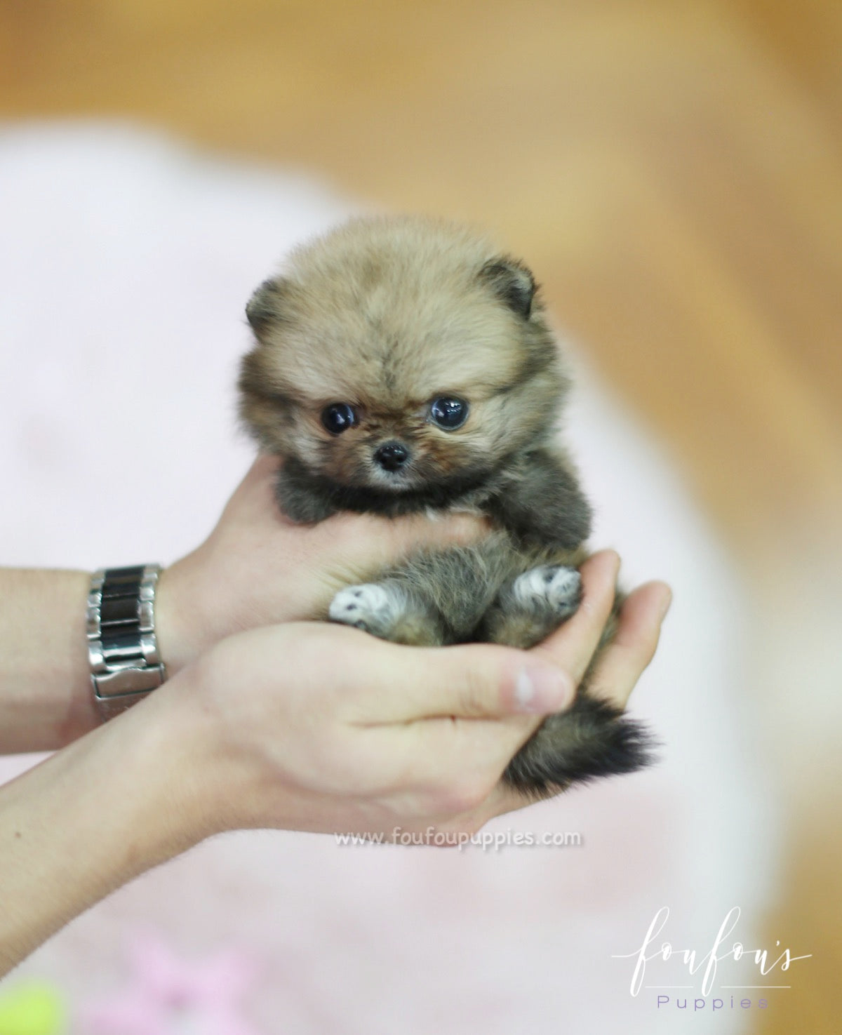 Kiwi - Pomeranian F.