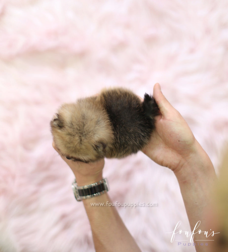 Kiwi - Pomeranian F.