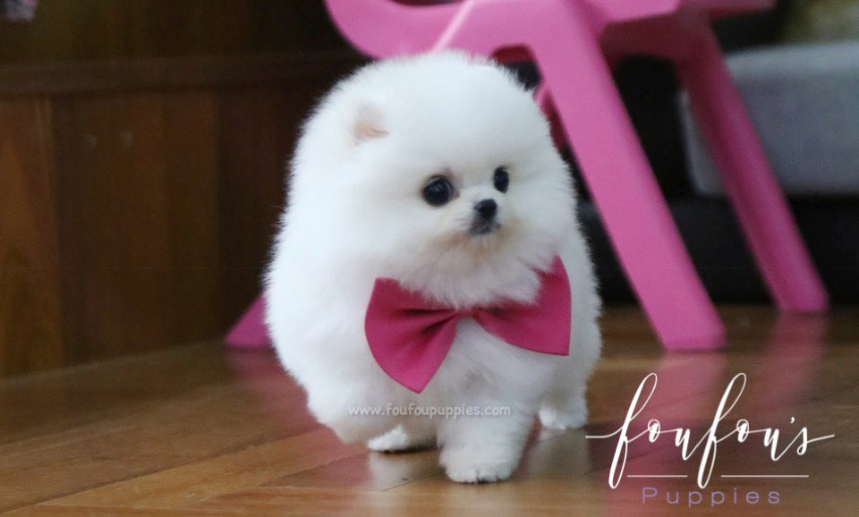 Penelope - Pomeranian F.