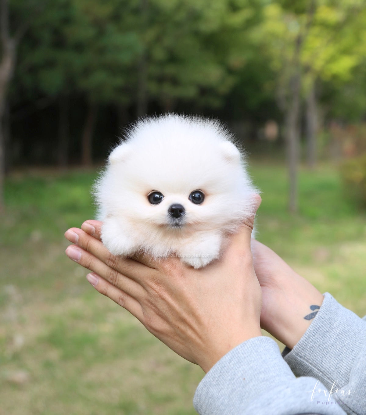 Bijou - Pomeranian F.