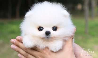 Bijou - Pomeranian F.