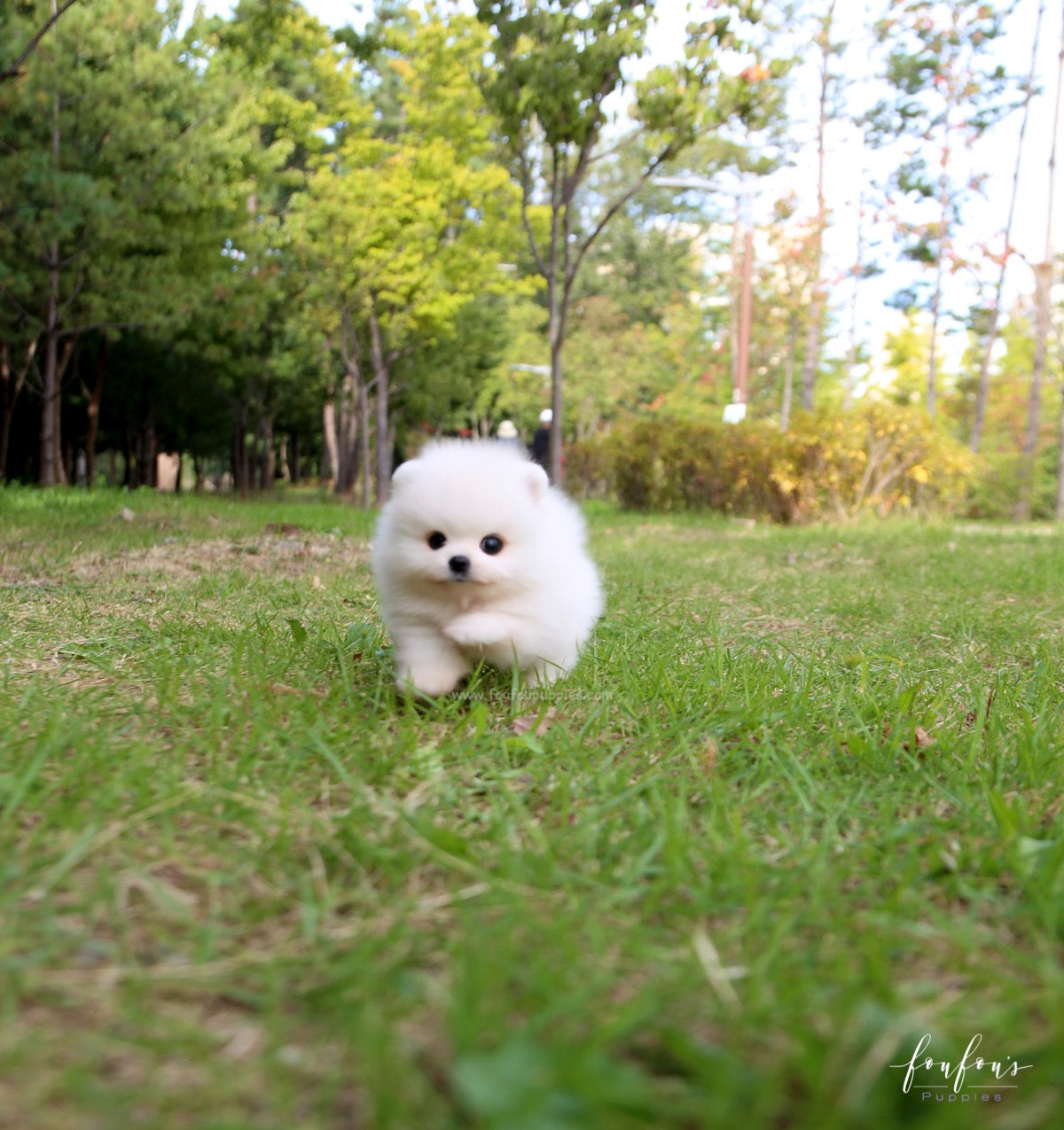 Bijou - Pomeranian F.