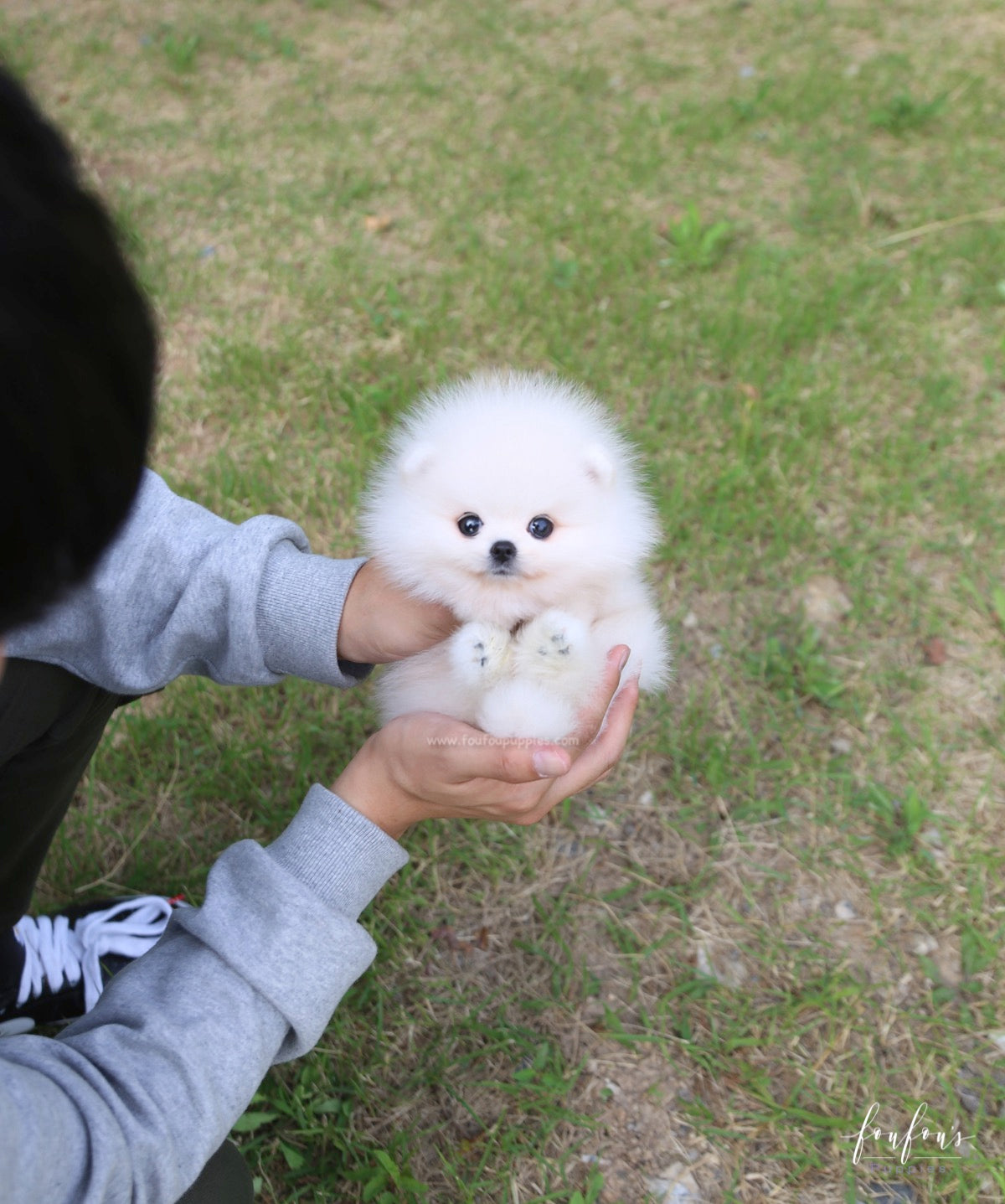 Bijou - Pomeranian F.