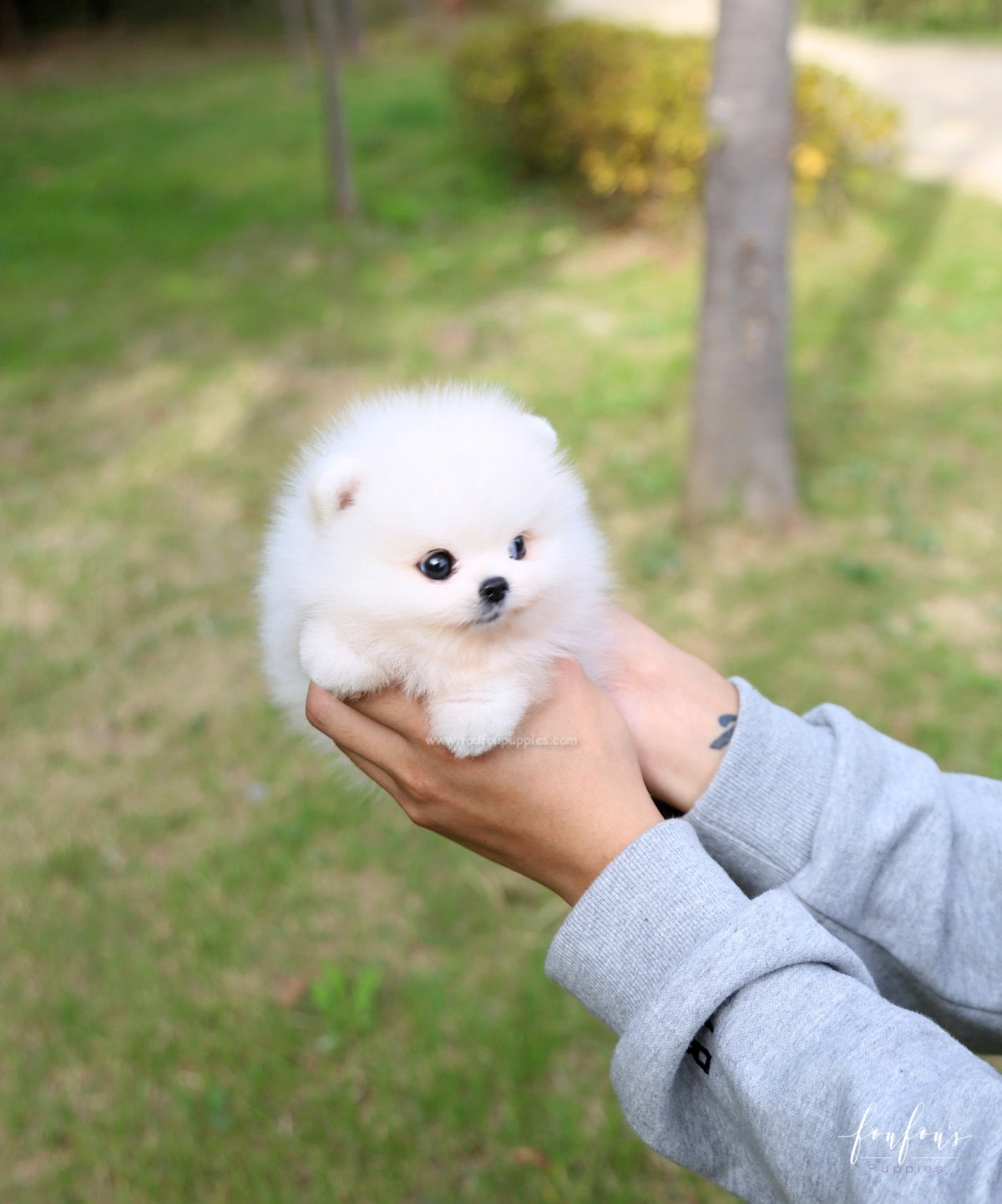 Bijou - Pomeranian F.