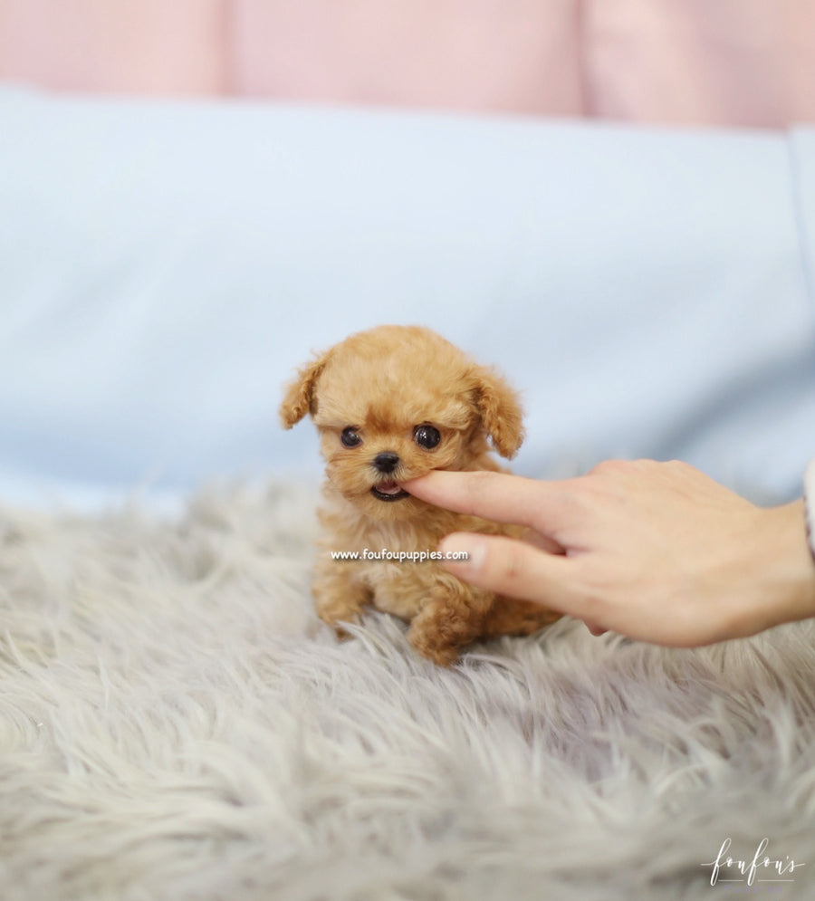 Starr - Poodle F.