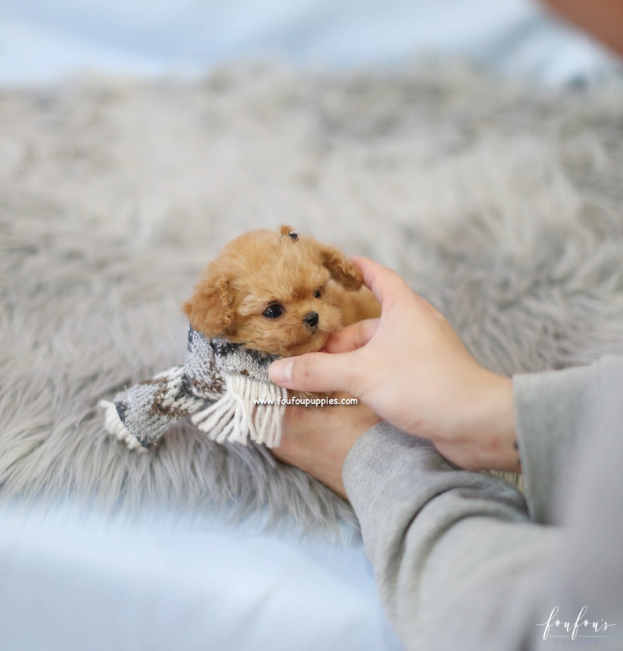 Starr - Poodle F.