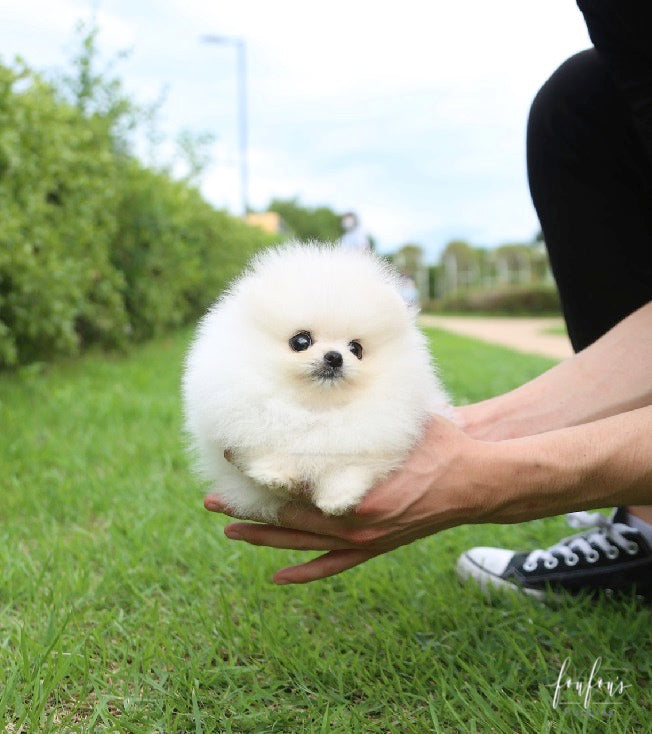 Bijiou - Pomeranian F.