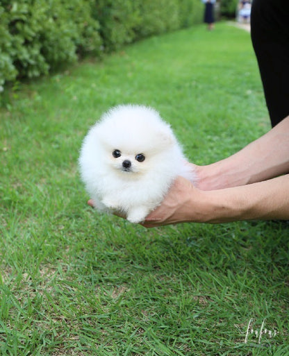 Bijiou - Pomeranian F.