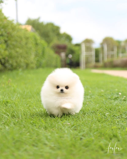 Bijiou - Pomeranian F.