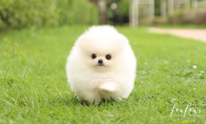 Bijiou - Pomeranian F.