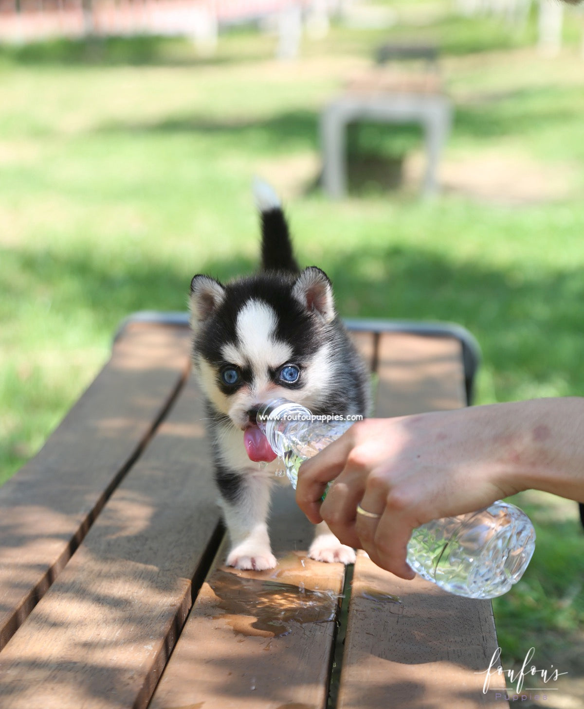 Capri - Pomsky F.