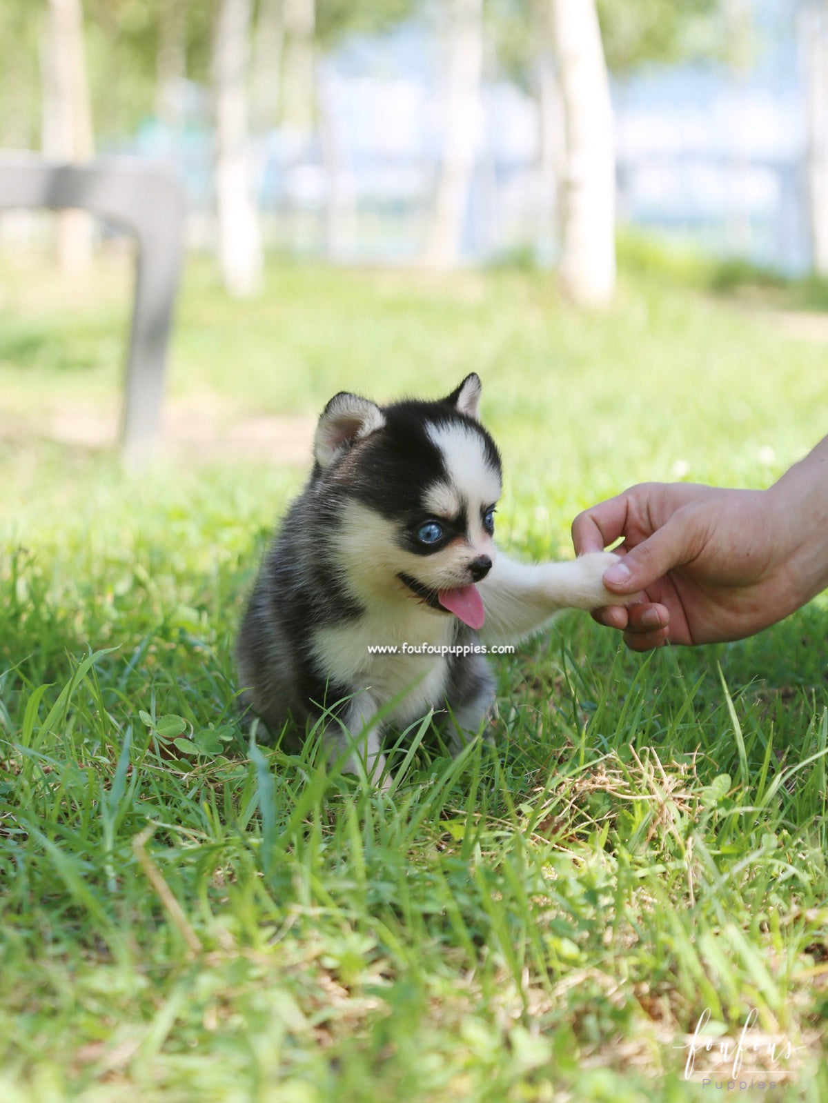 Capri - Pomsky F.