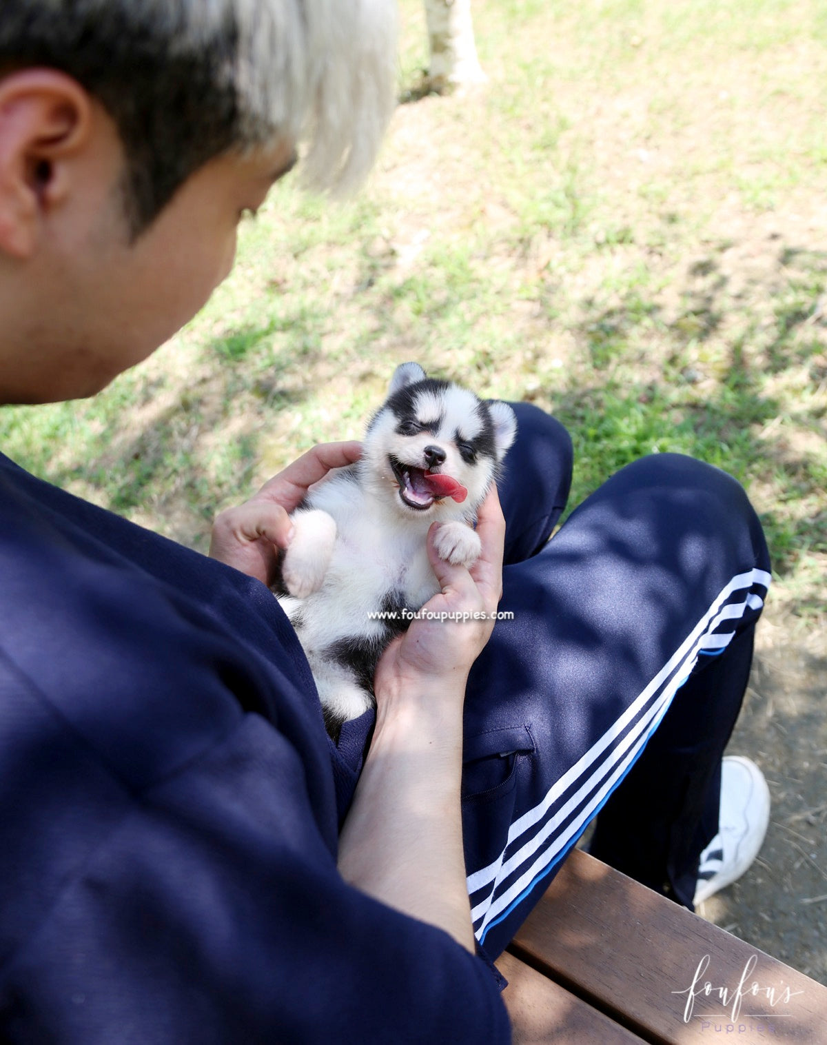 Capri - Pomsky F.