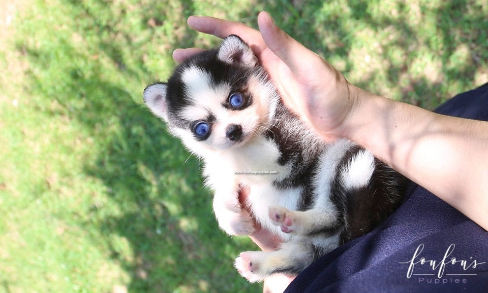 Capri - Pomsky F.