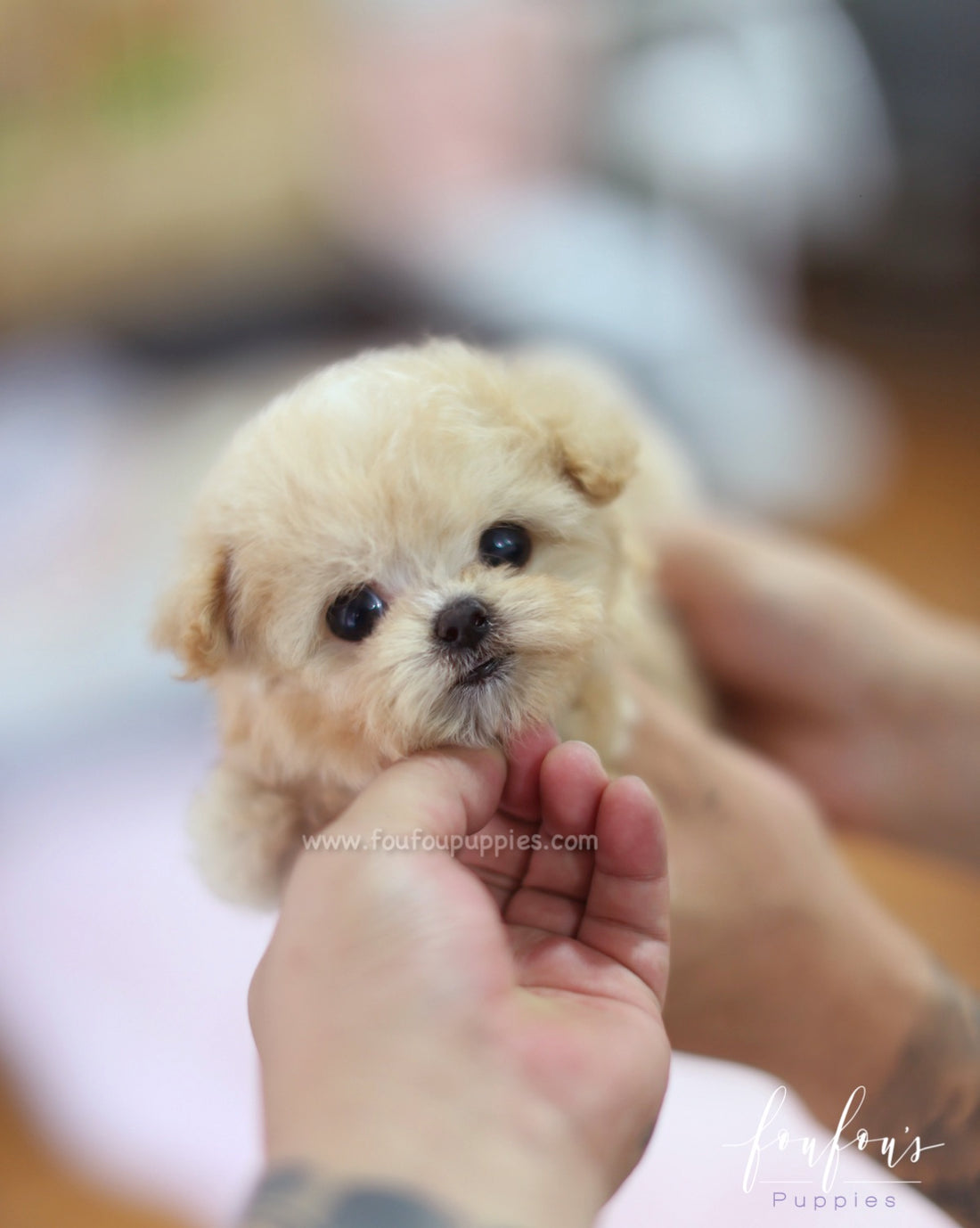 Nala - Maltipoo F.