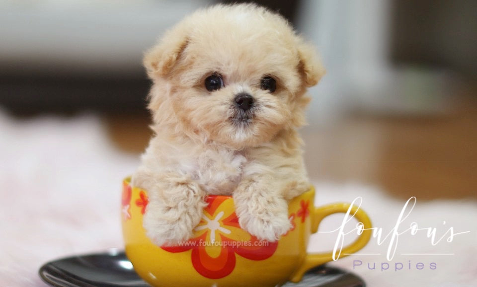 Nala - Maltipoo F.