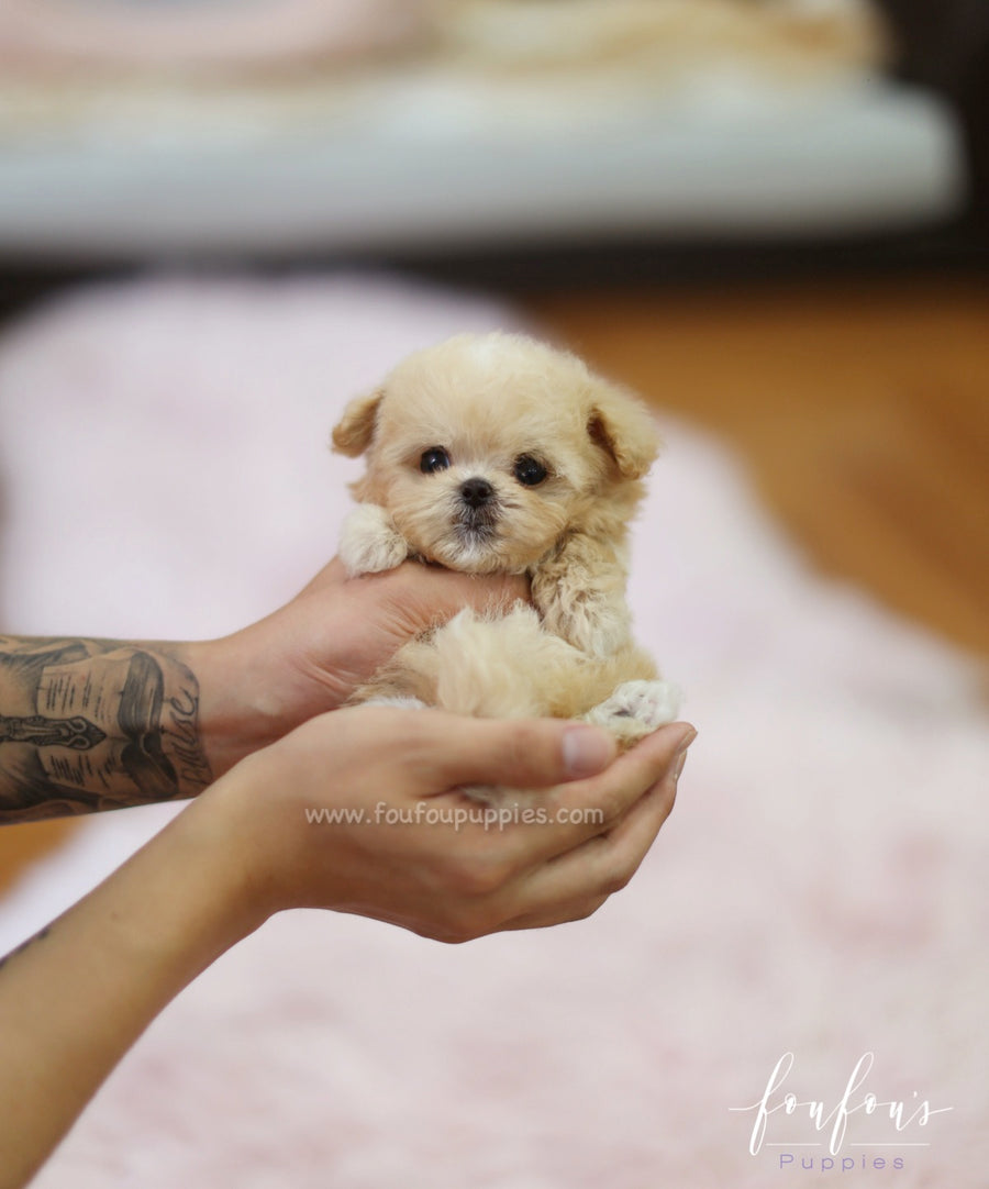 Nala - Maltipoo F.
